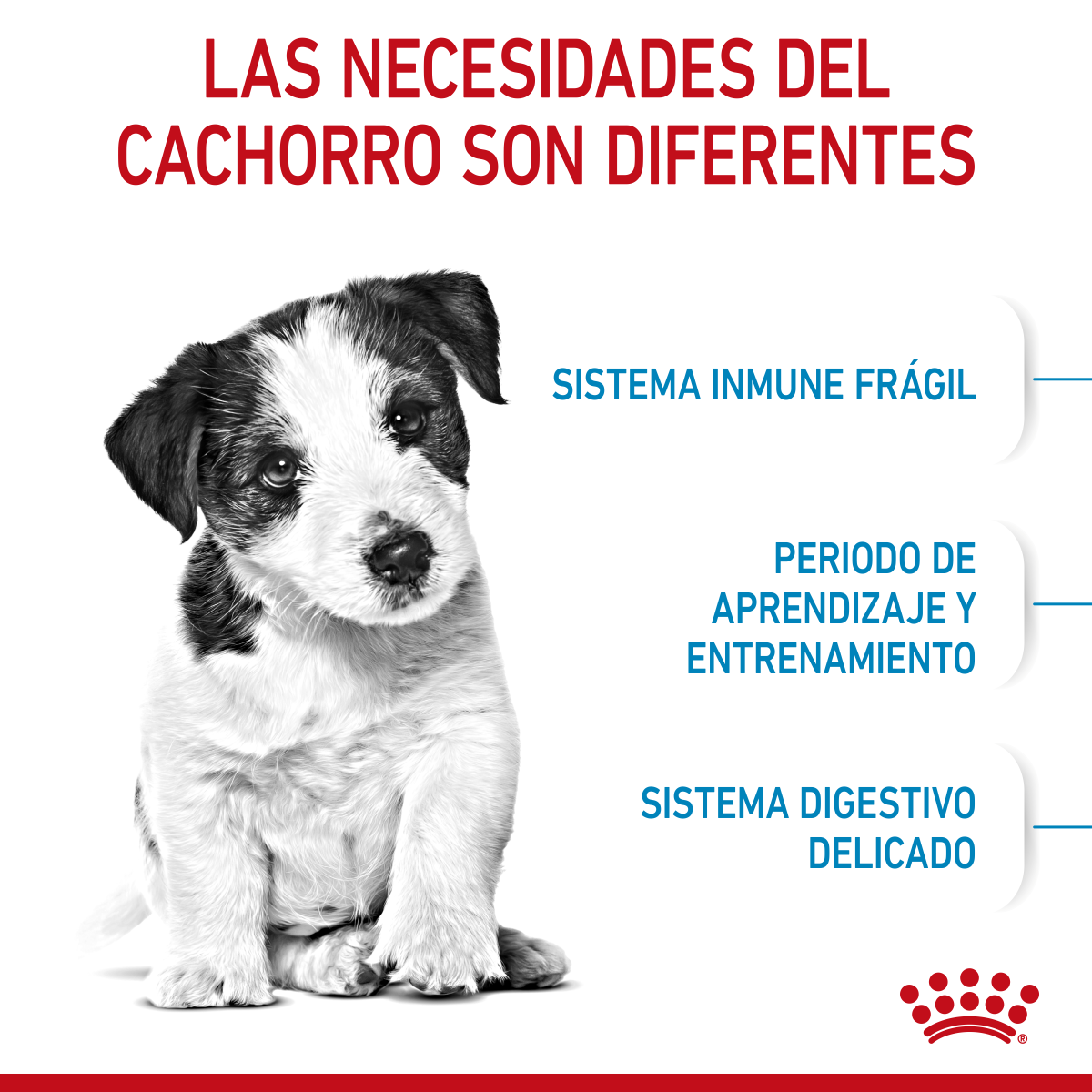 Royal Canin Cachorro Raza Pequeña Royal Canin Cachorro Raza Pequeña
